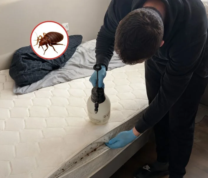 Technicien traitant un matelas contre les punaises de lit à Montreuil-sur-Epte